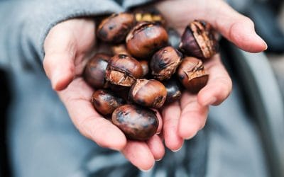 Ode to the Chestnut