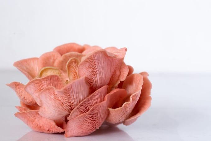 Pink oyster or “pink flamingo” mushroom.